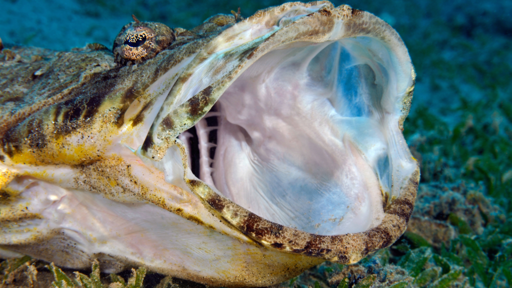 Crocodile Fish | Mouth Like a Trap