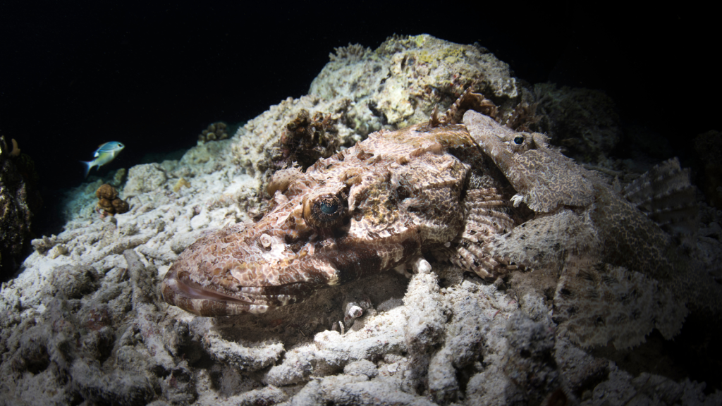 Crocodile Fish | Unique Breeding Behavior