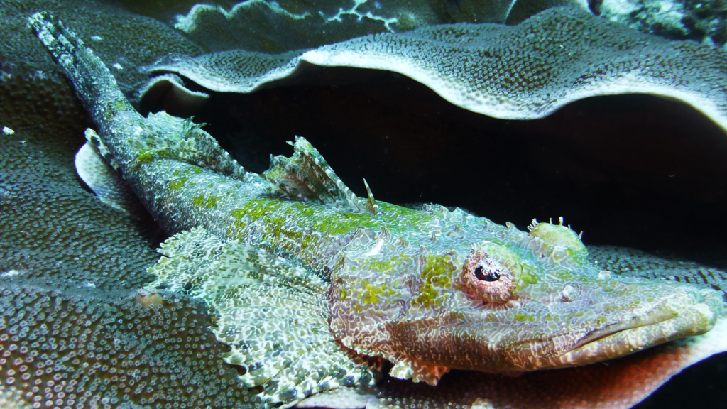 Crocodile Fish | Unique Sensory Organs