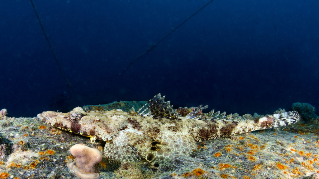 Crocodile Fish | Incredible Size Range