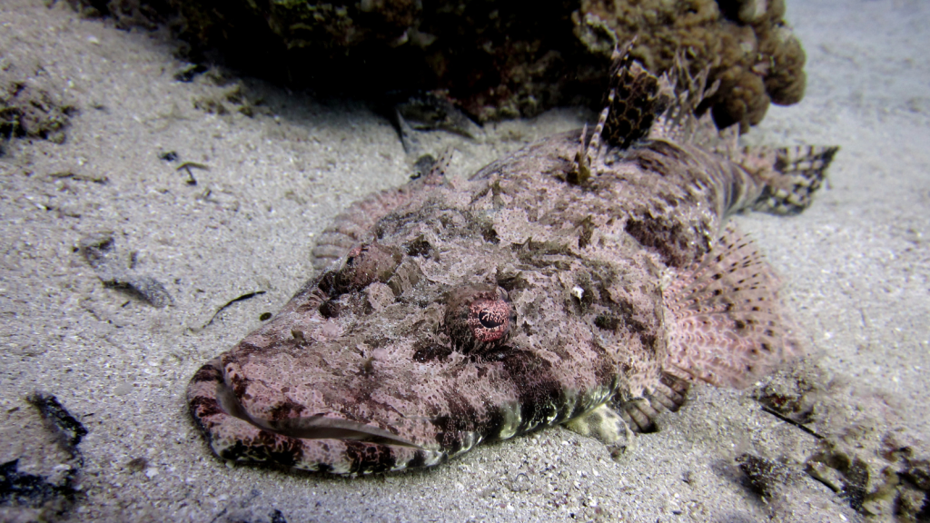 Crocodile Fish | Solitary Lifestyle