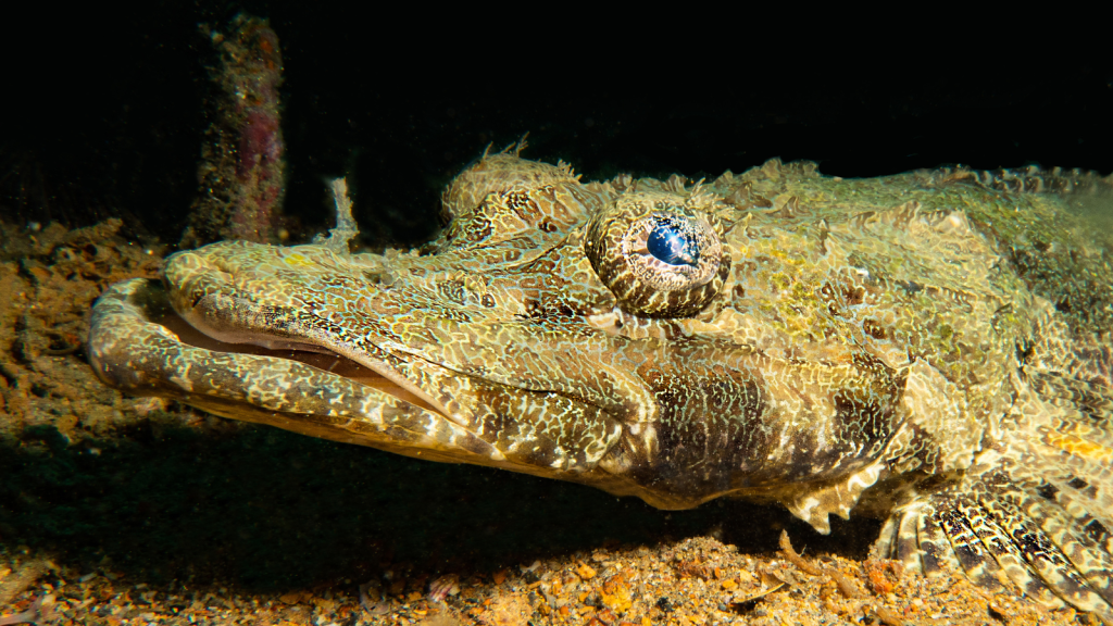 Crocodile Fish | Specialized Jaw Structure