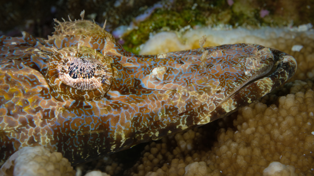 Crocodile Fish | Rapid Pattern Changes