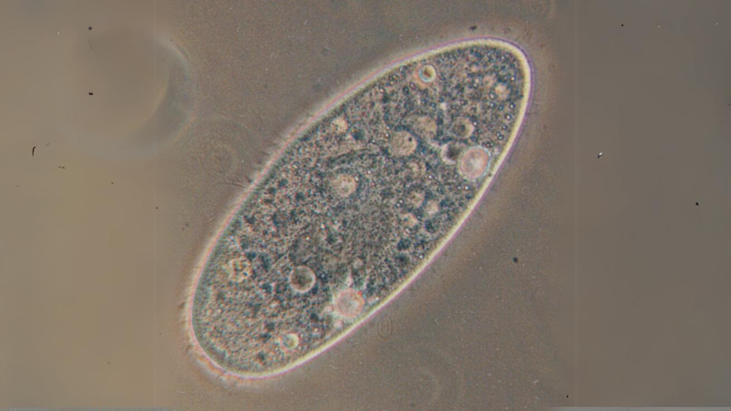 Paramecium