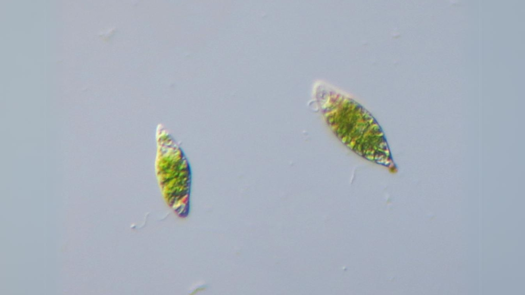 Euglena