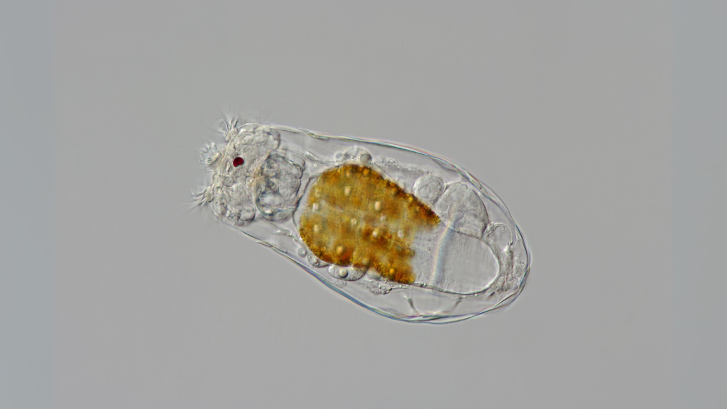 Rotifer