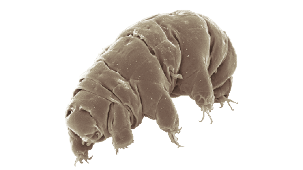 Tardigrade