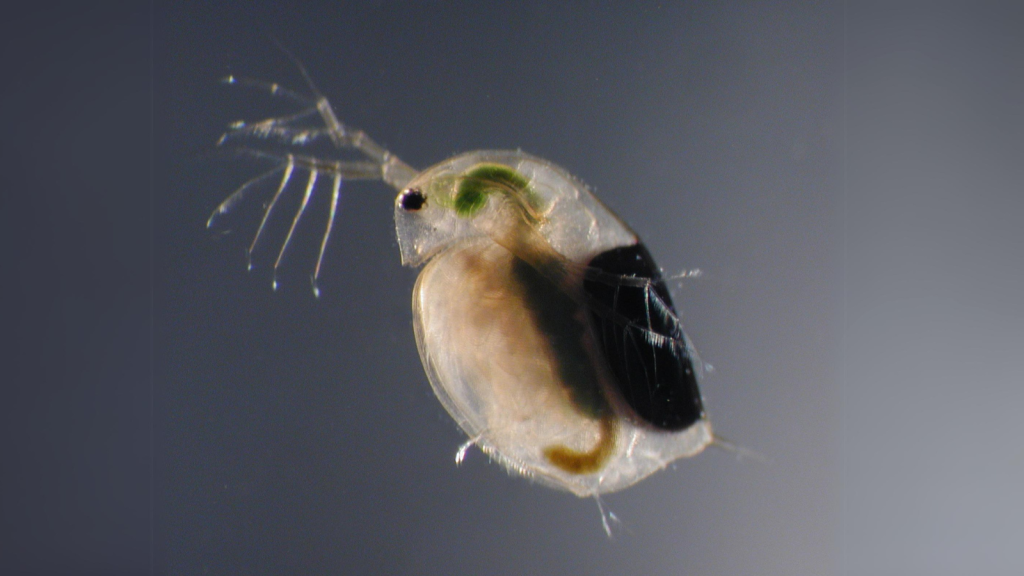 Daphnia