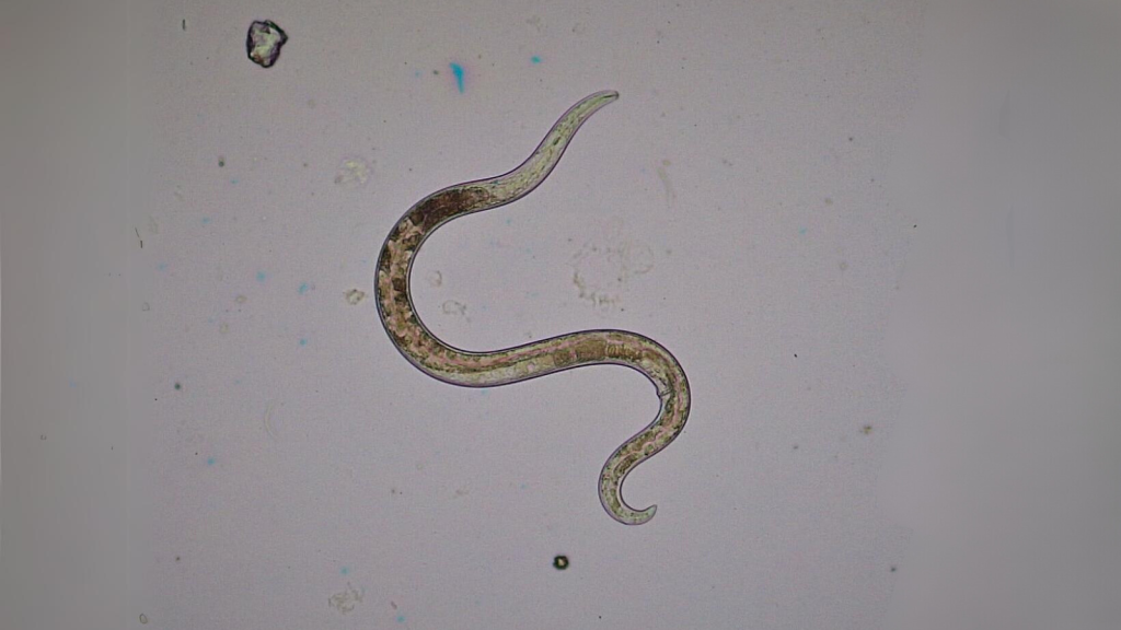 Nematode