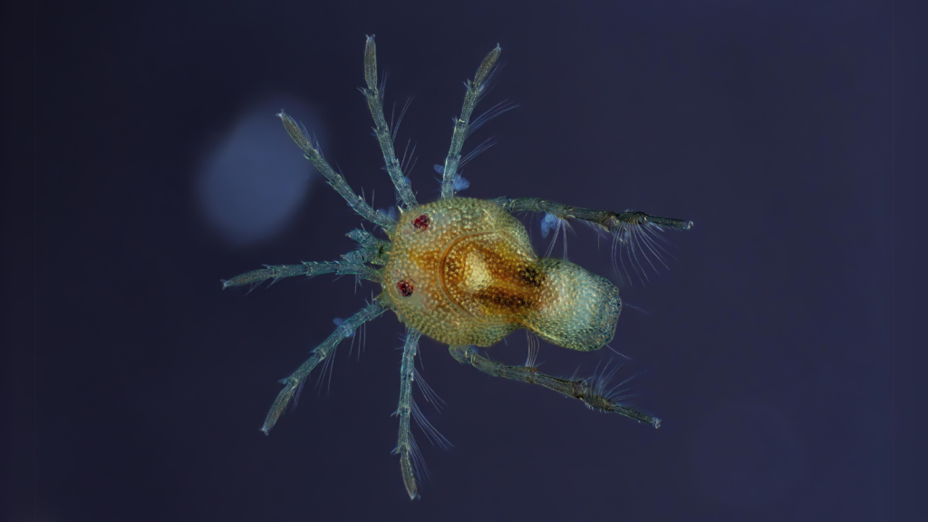 Water Mite