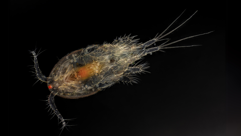 Copepod