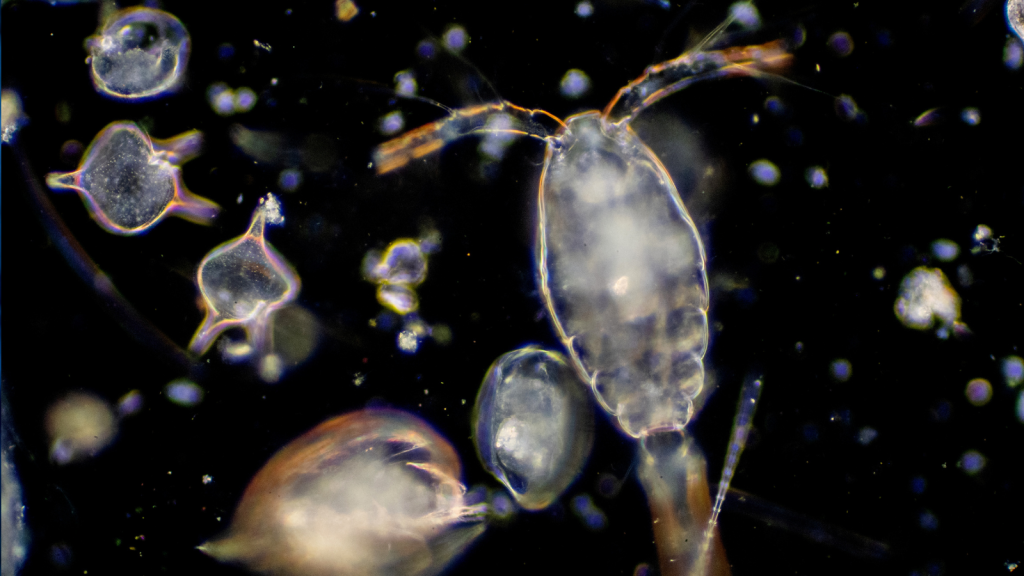 15 Organisms You Might Find in a Drop of Water