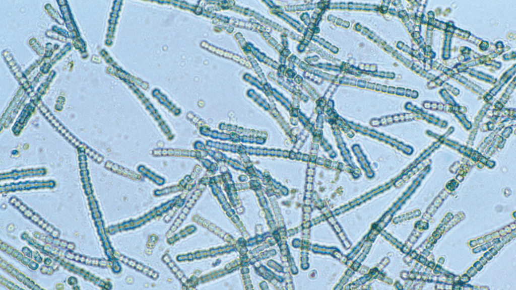 Cyanobacteria