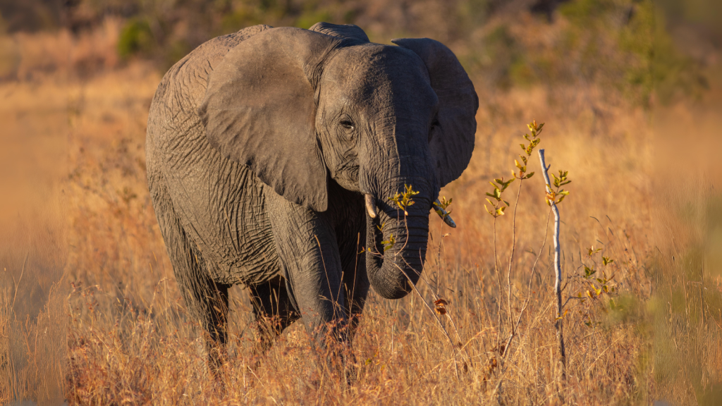 African Elephant