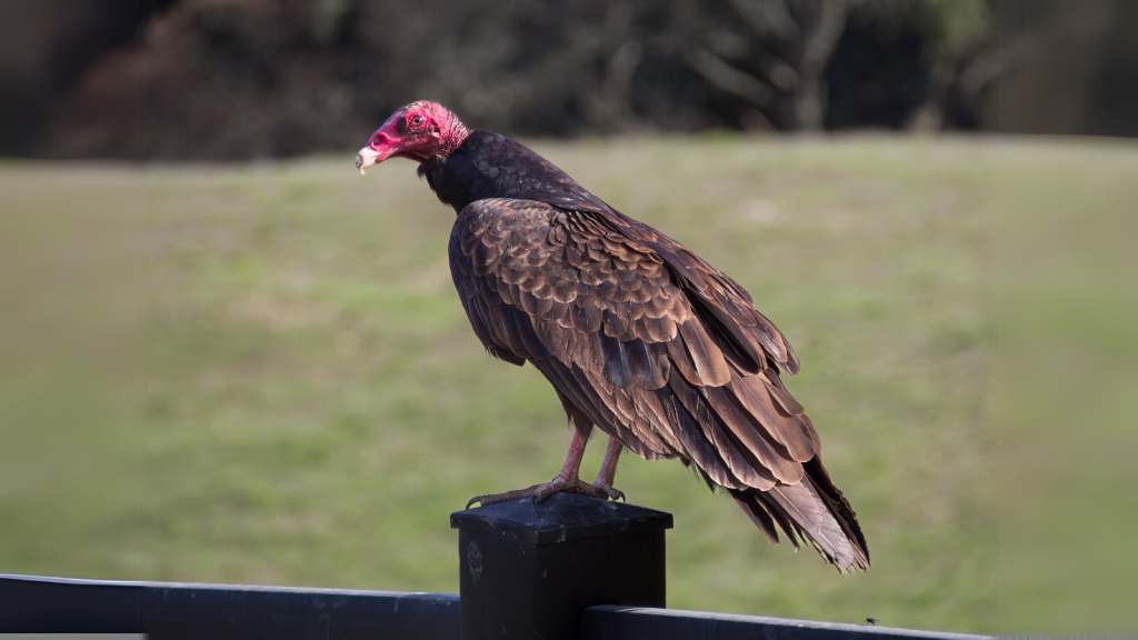 Turkey Vulture