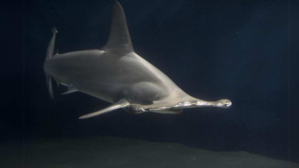 Hammerhead Shark