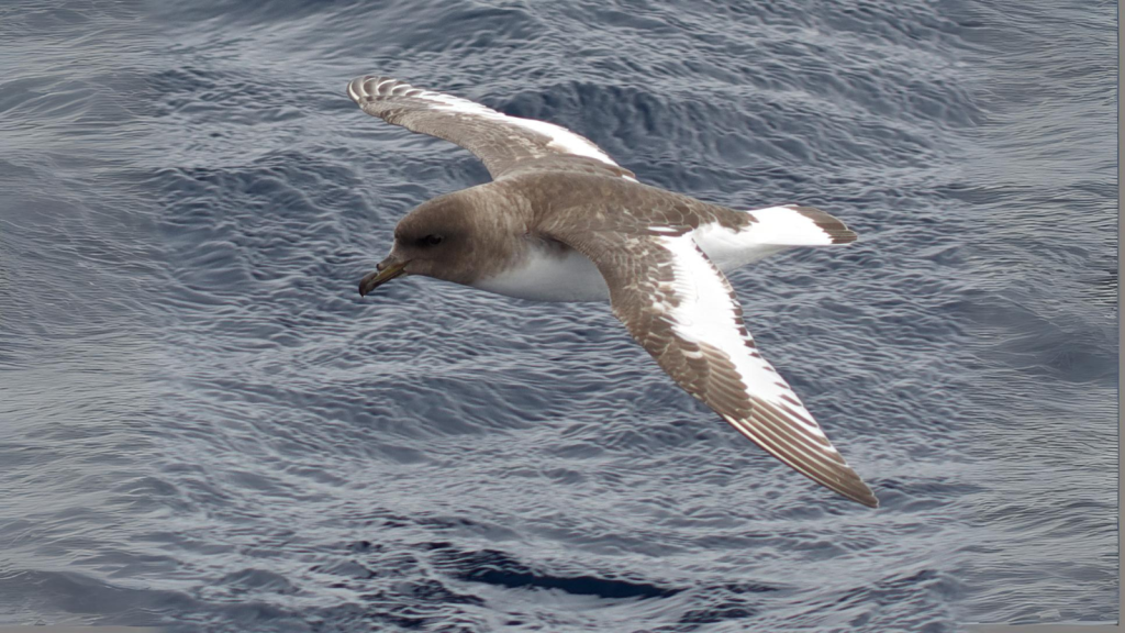 Antarctic Petrel