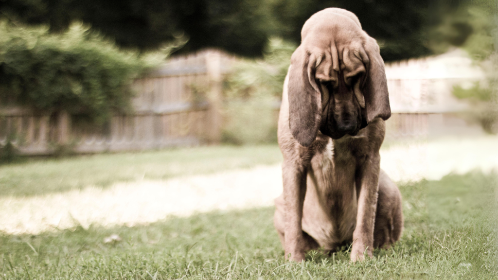 Smell You Later: 15 Animals With Noses That Put Bloodhounds to Shame