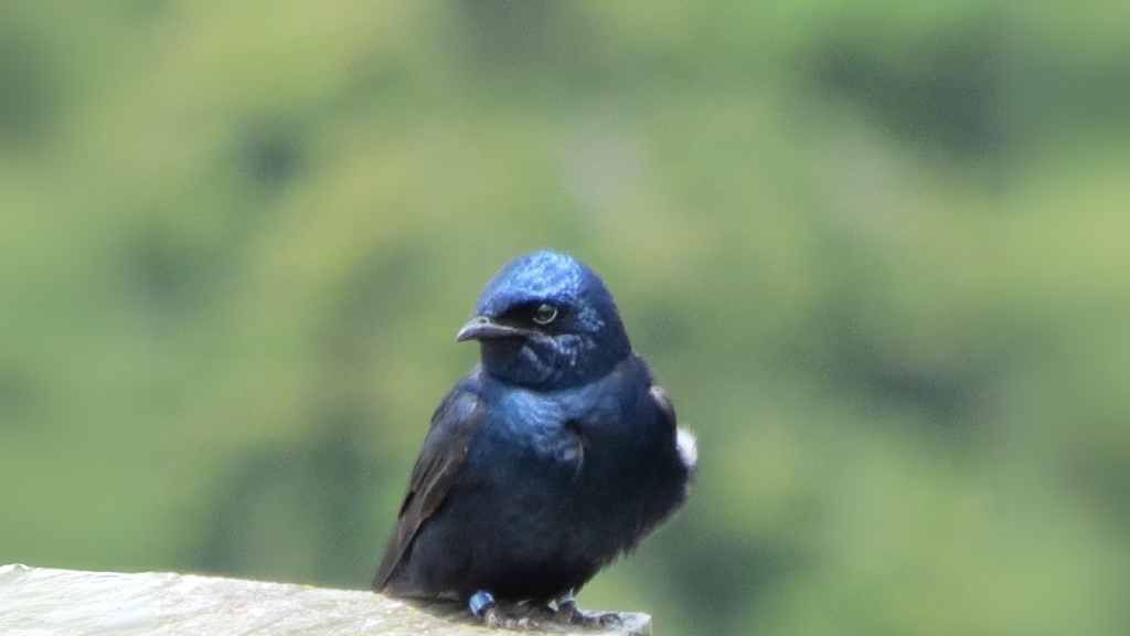 Purple Martins