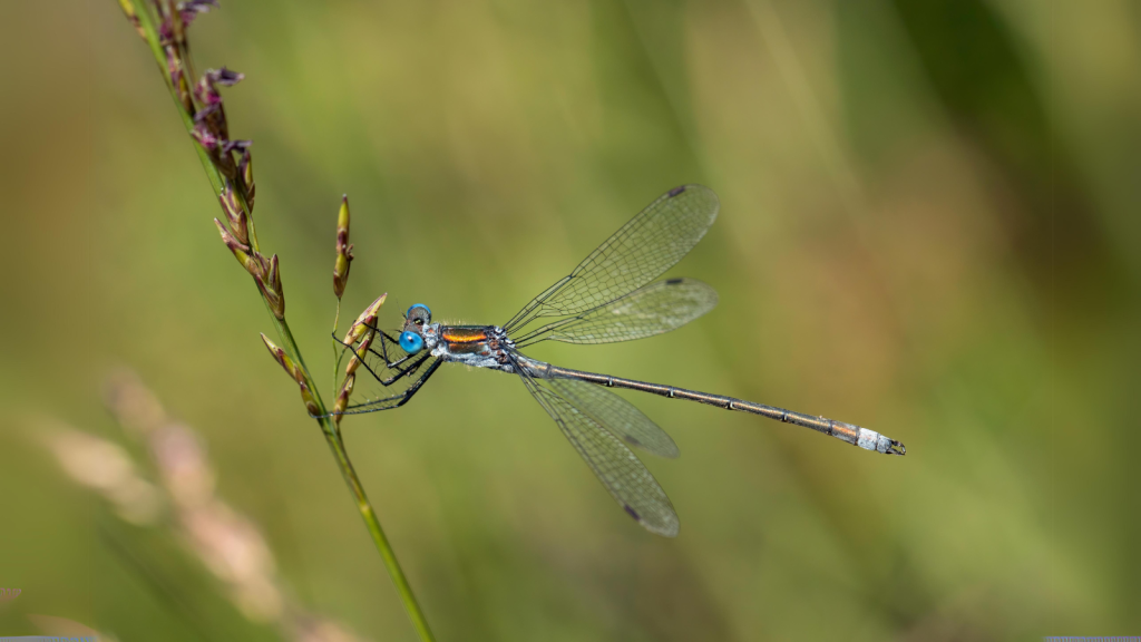 Damselflies