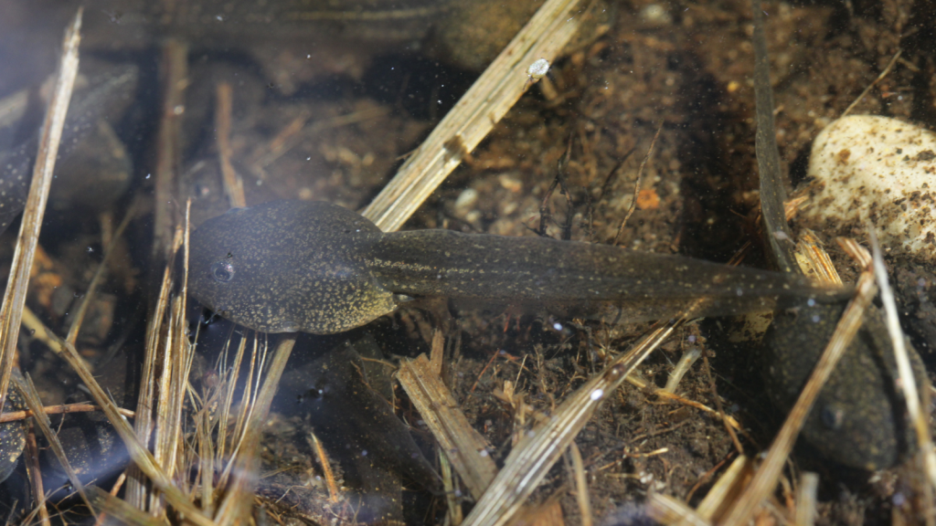 Tadpoles