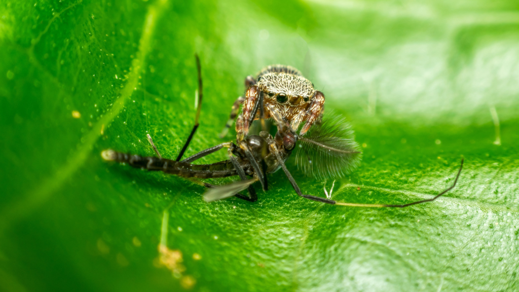 Nature's Pest Controllers | 15 Animals That Eat Mosquitoes