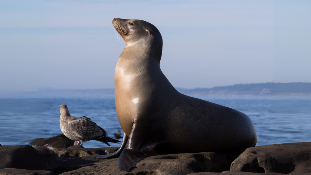 Sea Lion