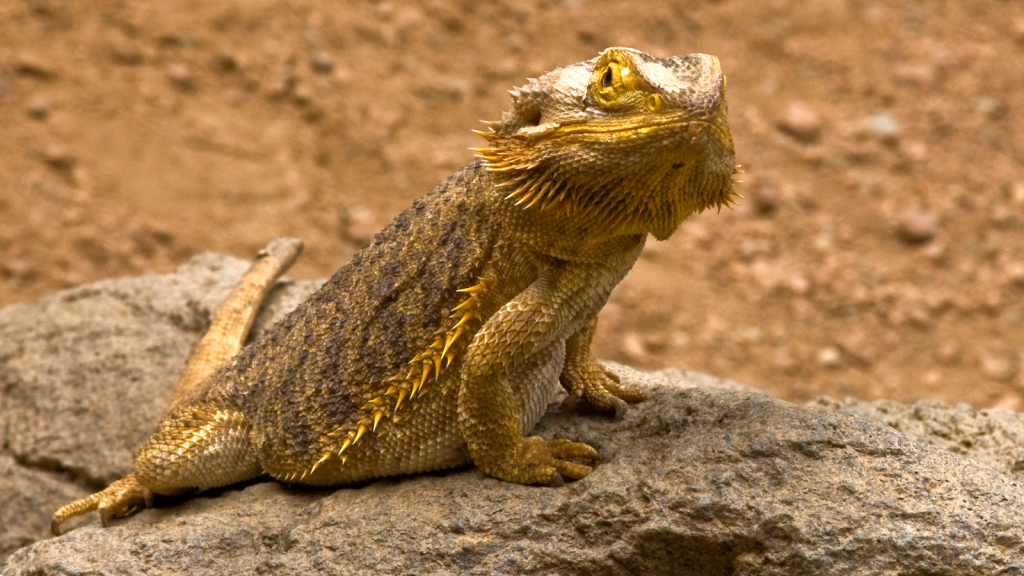 Bearded Dragon