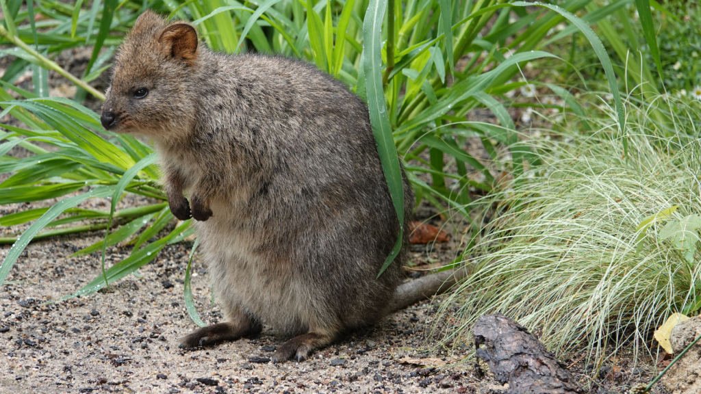 Quokka