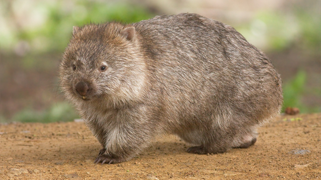 Wombat