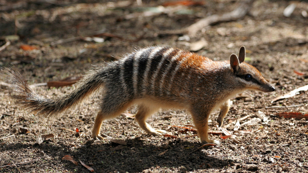 Numbat