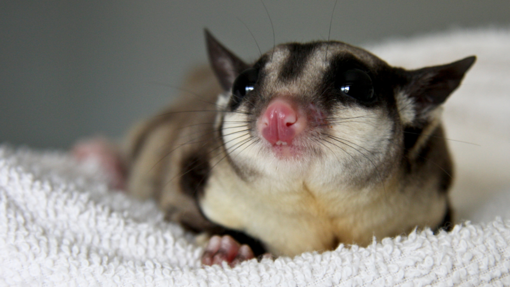 Sugar Glider