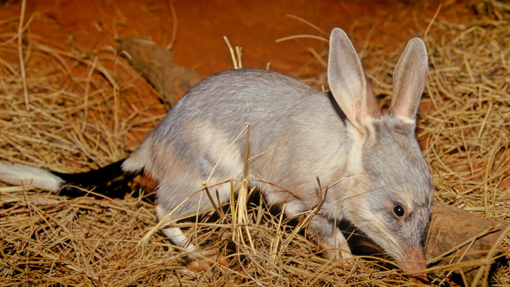 Bilby