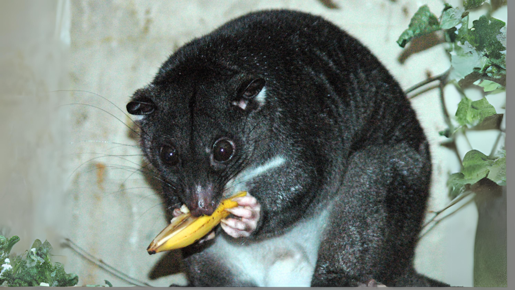 Cuscus