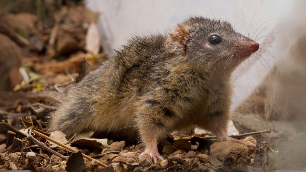 Antechinus