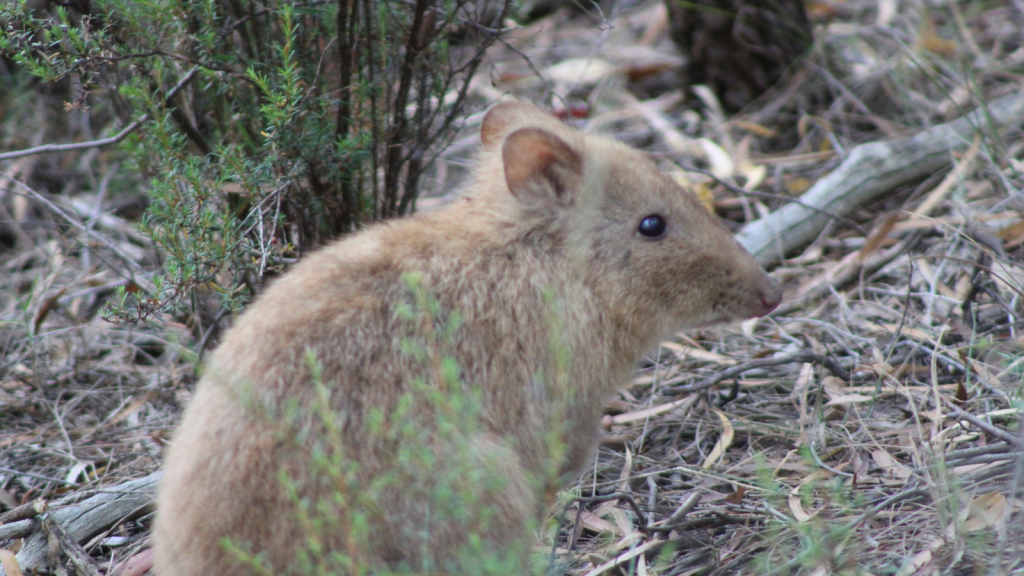 Potoroo