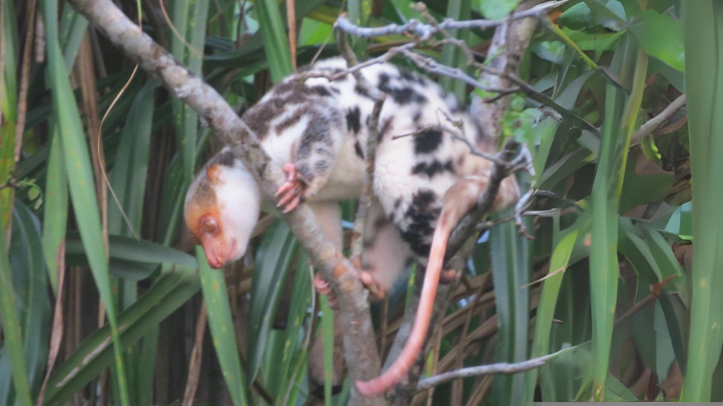 Spotted Cuscus