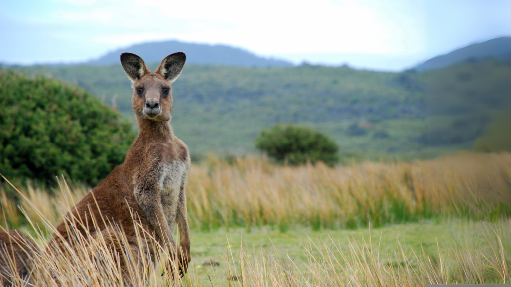 Kangaroo