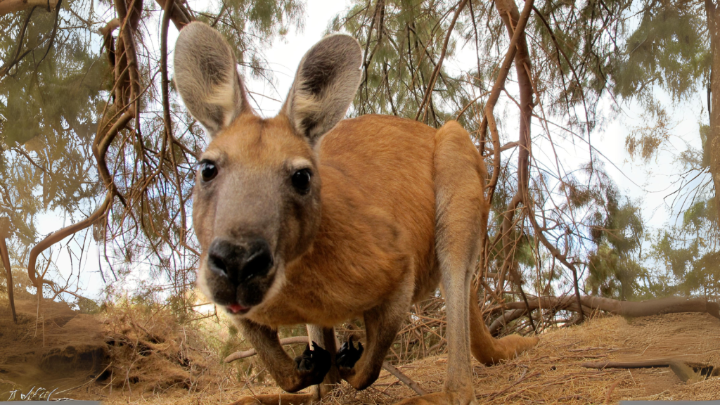 15 Most Interesting Marsupials