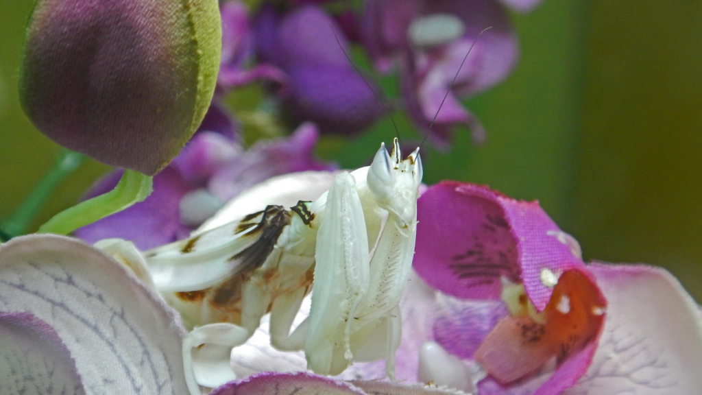 Orchid Mantis