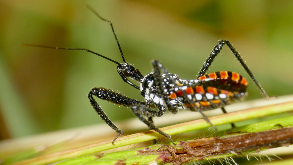 Assassin Bug