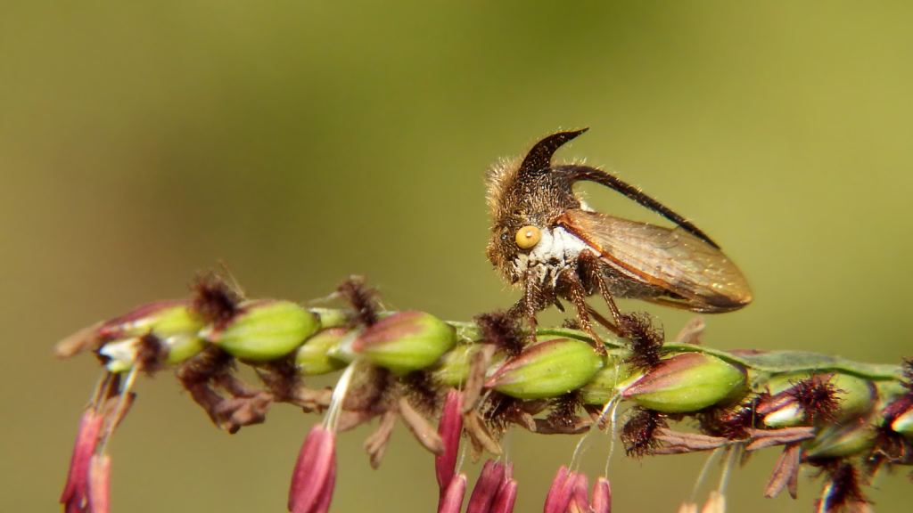 Thorn Bug