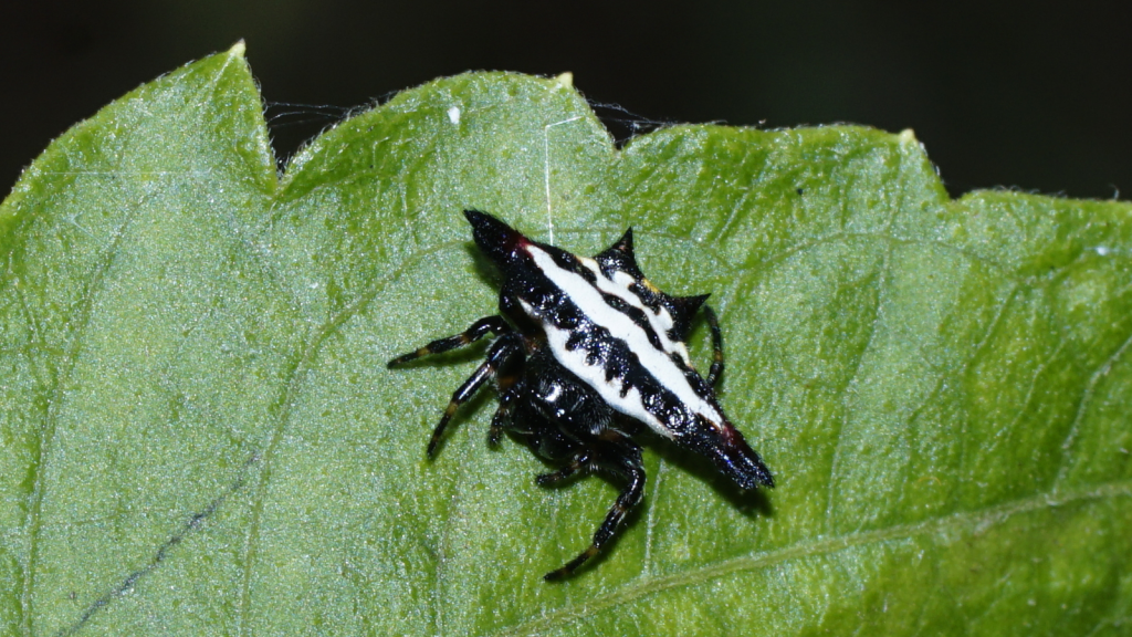 Spiny Orb-Weaver