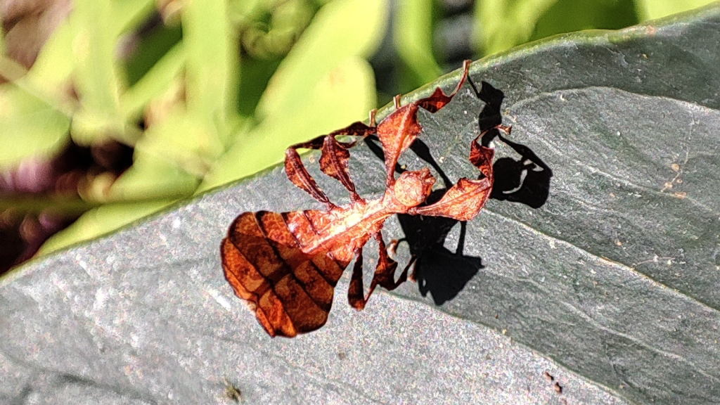 Leaf Insect