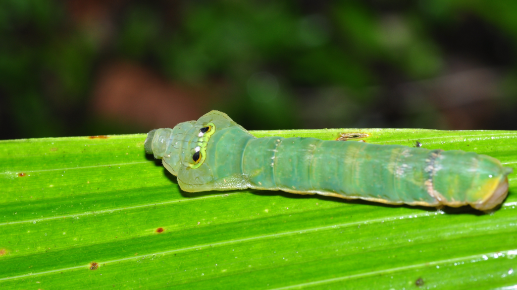 Snake Mimic Caterpillar