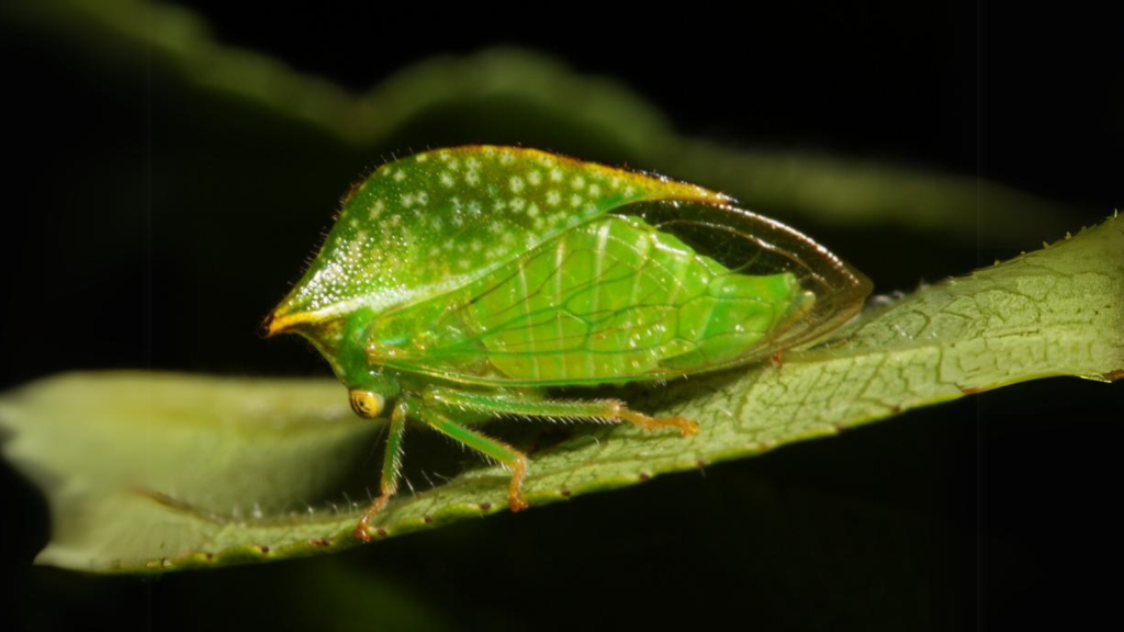 Treehopper