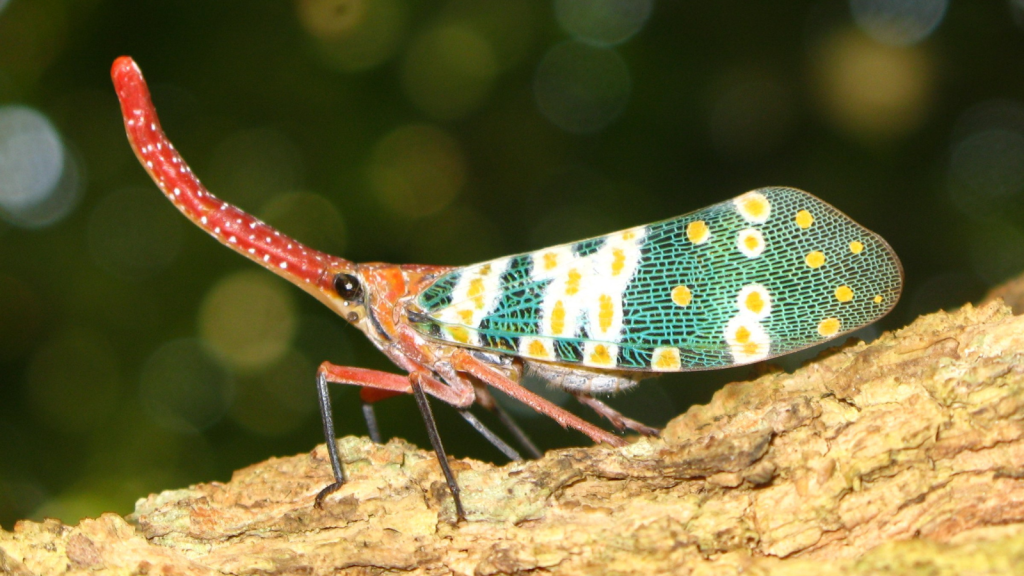 Lanternfly