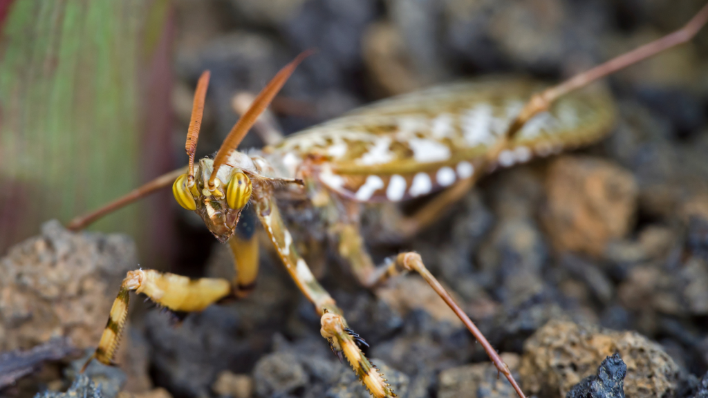 Devil’s Flower Mantis