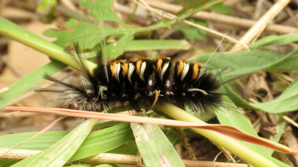 Tiger Moth Caterpillar