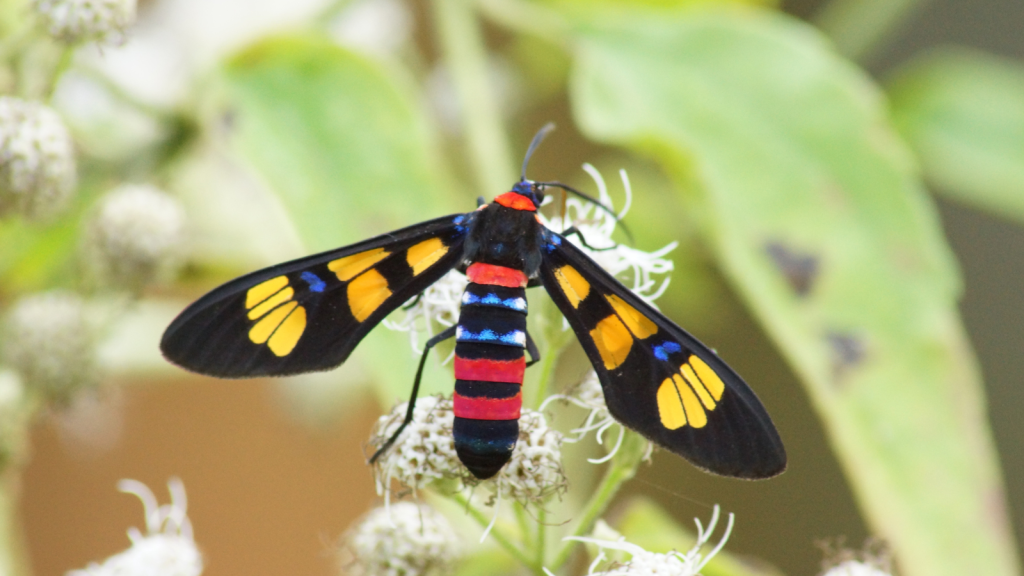 Wasp Moth